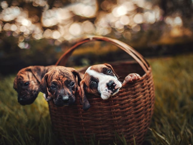 dogs in basket