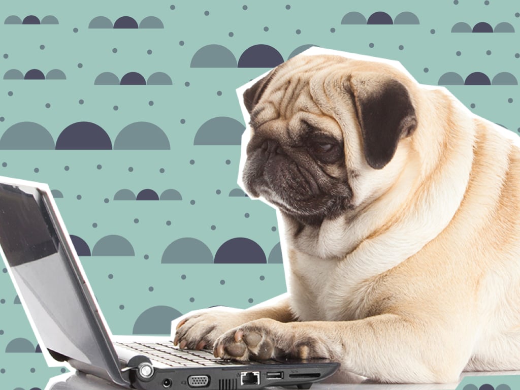 Bulldog sitting infront of a laptop, looking sad